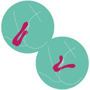 Sync Sensation Vibrator